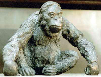 Orang-Utan