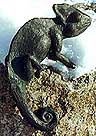 Chameleon, Bronze Länge ca. 20 cm